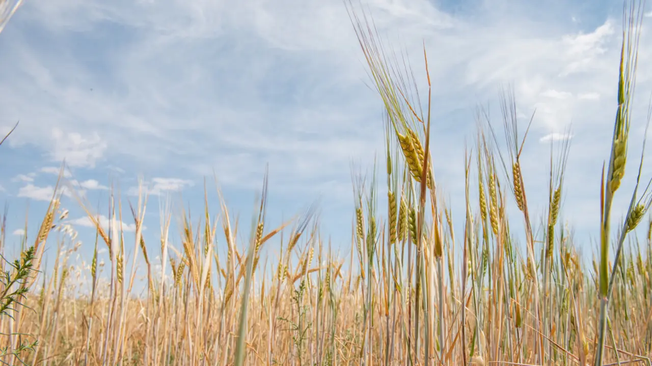 Campo de trigo. | Europa Press.