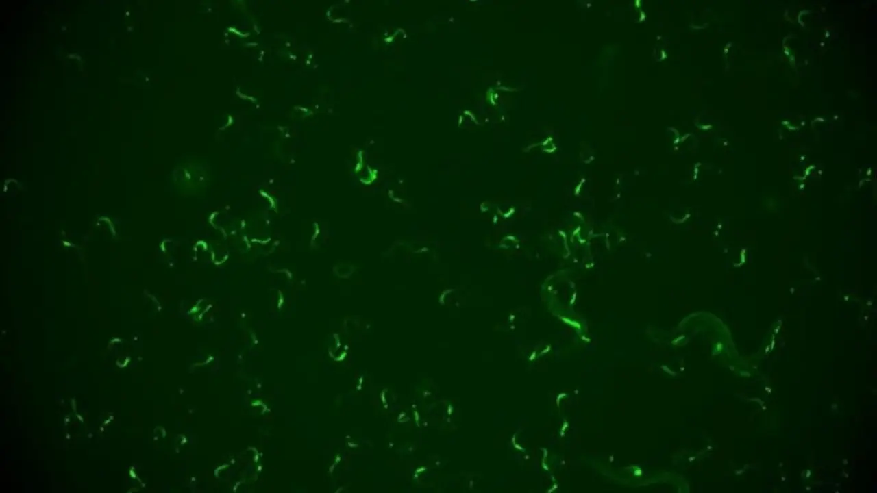 Grupo de 'C. Elegans' infectados visualizados con una lupa. | I2SYSBIO-CSIC-UV