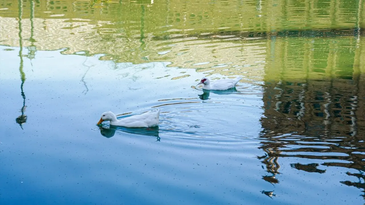 EuropaPress_5073825_patos_canal_plaza_espana_dia_internacional_agua_22_marzo_2023_sevilla