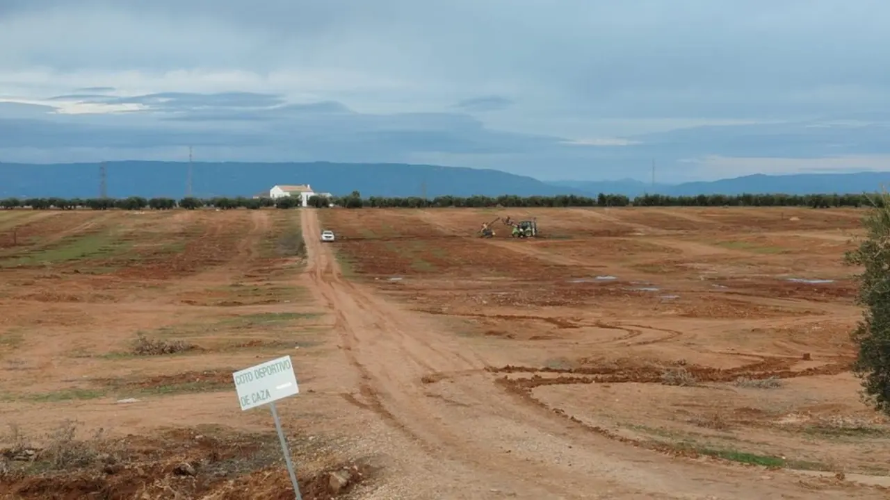 Finca despoblada de olivos para instalar placas fotovoltaicas en Lopera. | Plataforma Campi&ntilde;a Norte