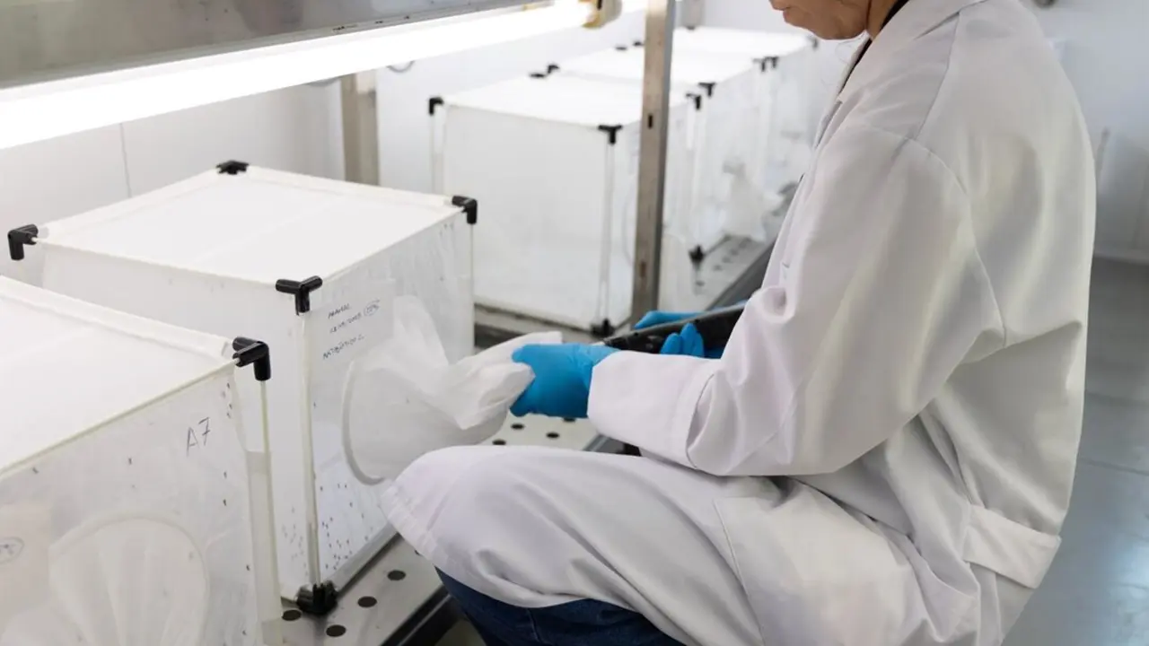 Pruebas de detecci&oacute;n del virus del Nilo en mosquitos. |
JUNTA DE ANDALUC&Iacute;A.