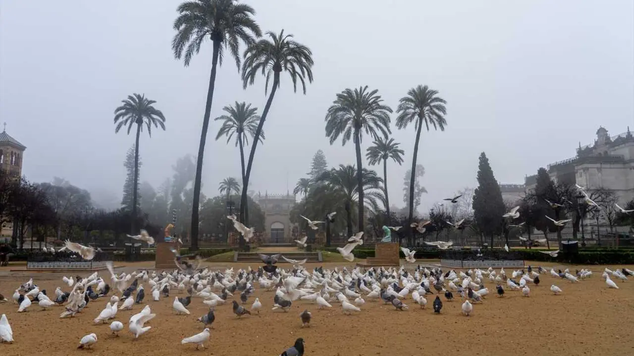 Palomas en la Plaza de Am&eacute;rica de el Parque de Mar&iacute;a Luisa | Eduardo Briones / Europa Press