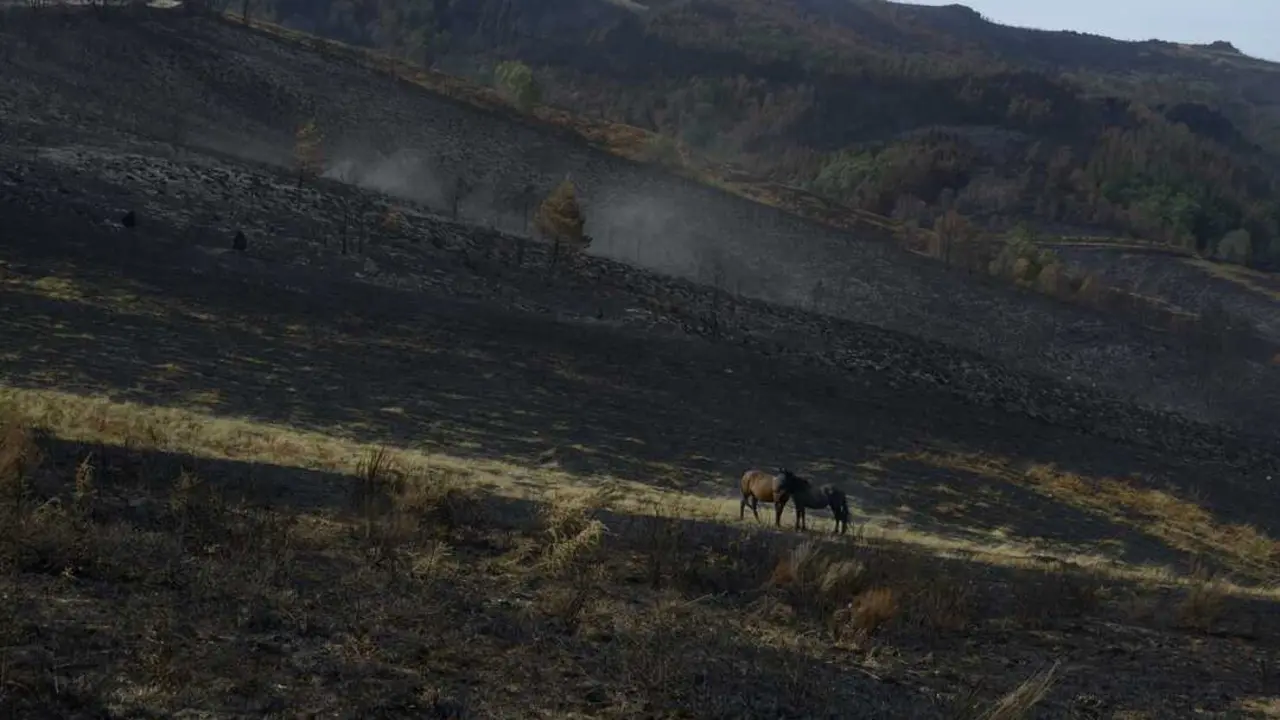 Caballos en una ladera calcinada en la serra de San Mamede, en Ourense. | EP