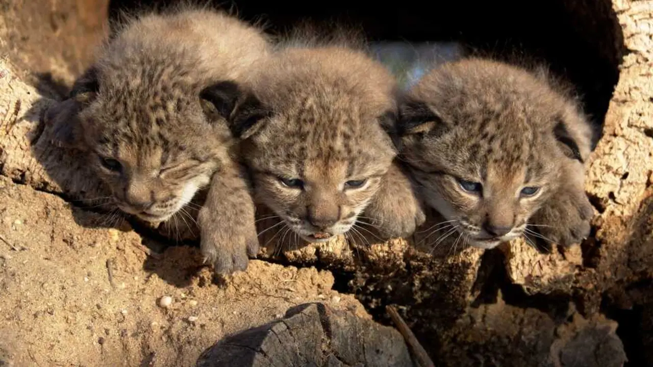 Linces. | Europa Press.