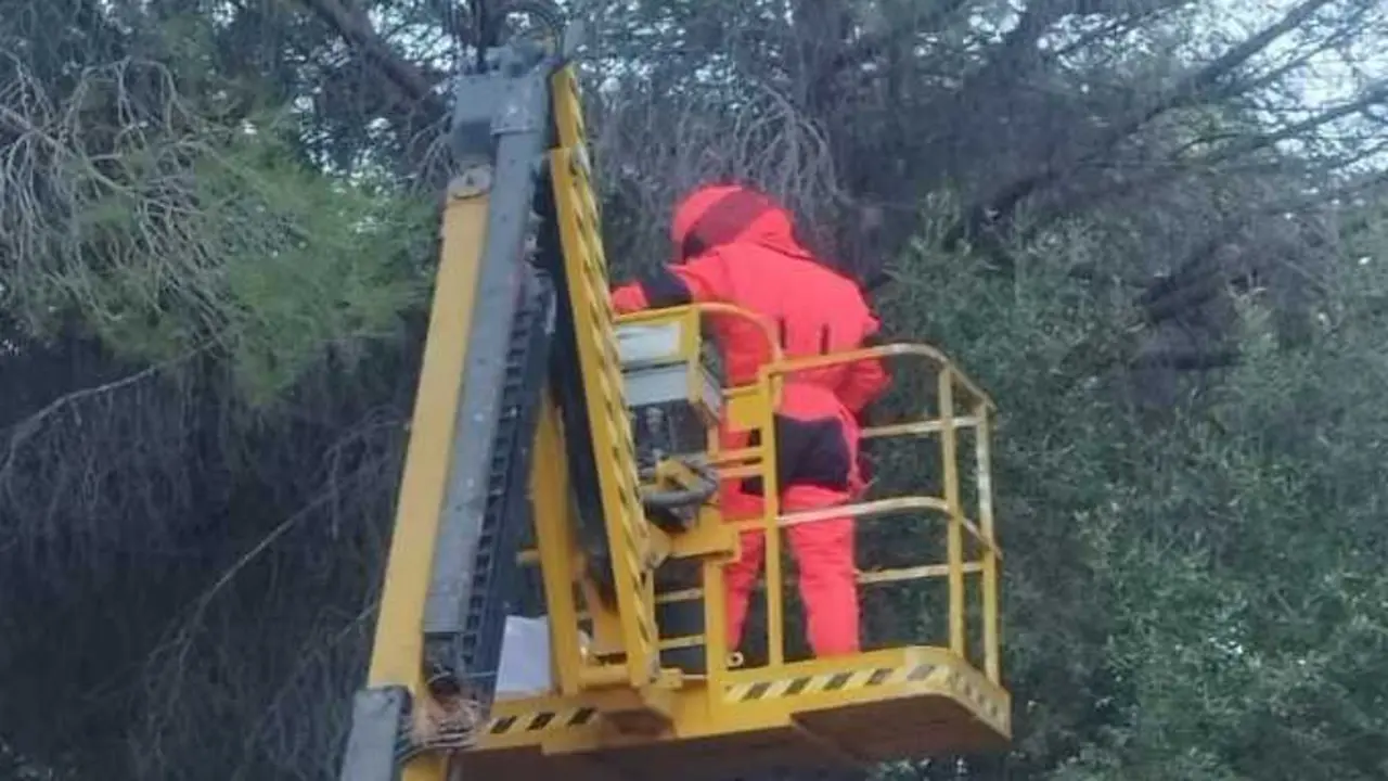 El avispero retirado ser&aacute; analizado en la Universidad de Valencia. / AYUNTAMIENTO DE ALHAUR&Iacute;N DE LA TORRE