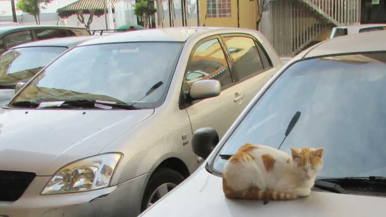 gato coche