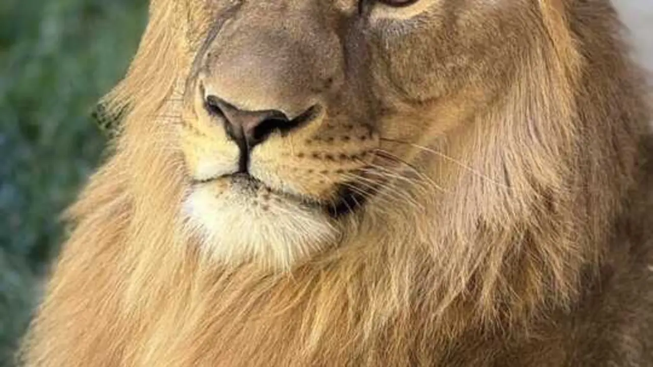 El le&oacute;n africano Amaru. | Europa Press.