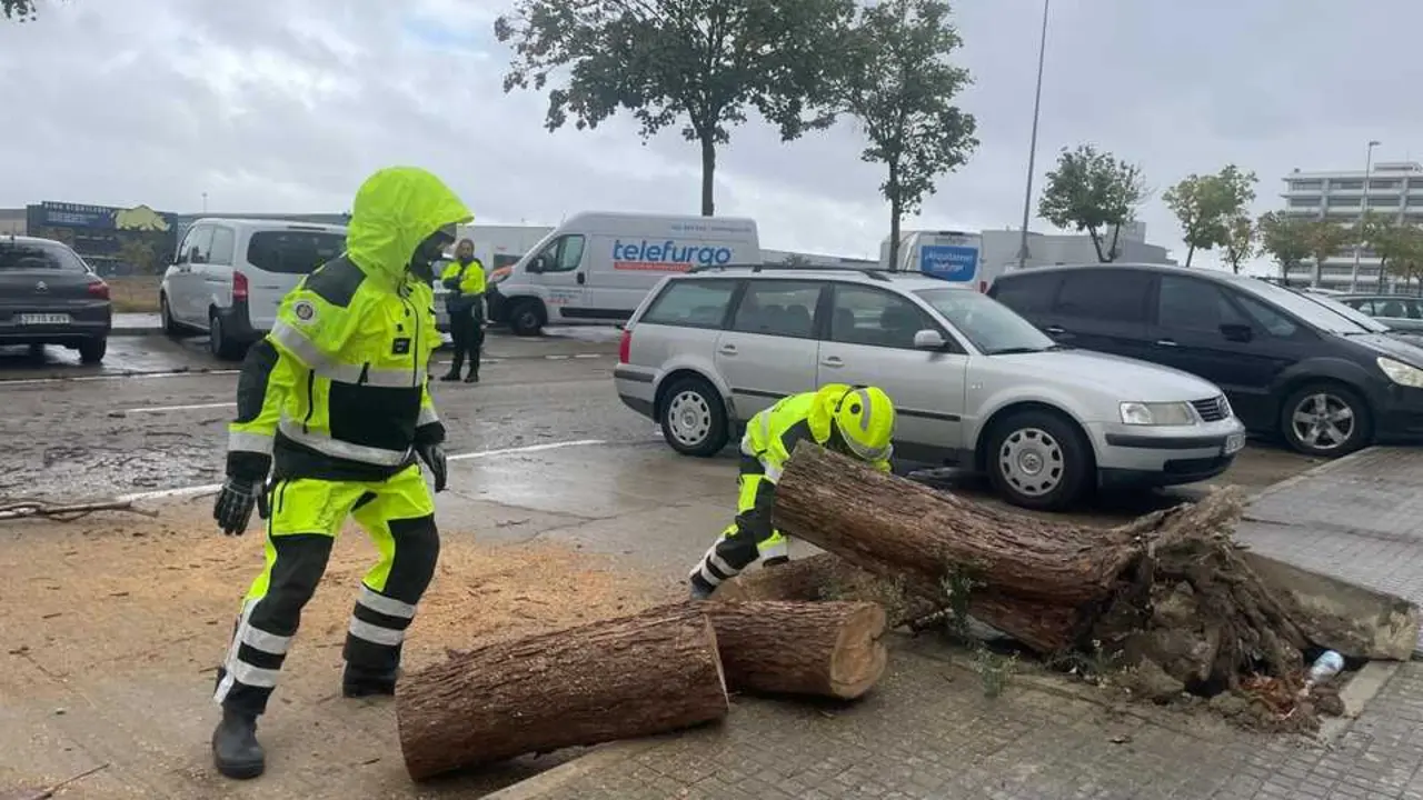 Bomberos talando un &aacute;rbol que se hab&iacute;a desprendido sobre un coche. | Viva Jerez.