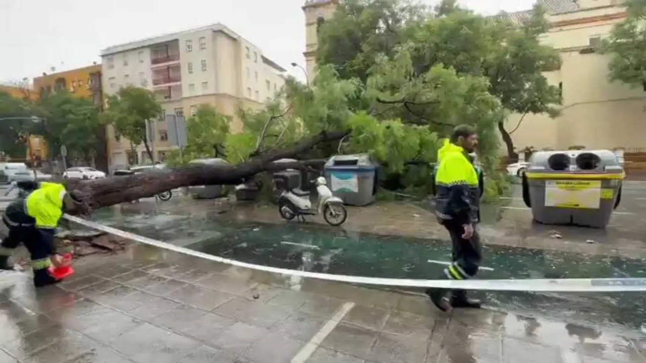 luis montoto arbol