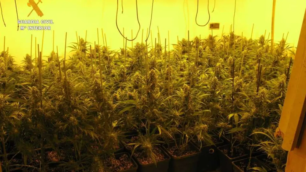 Plantaci&oacute;n cannabis | Guardia Civil
