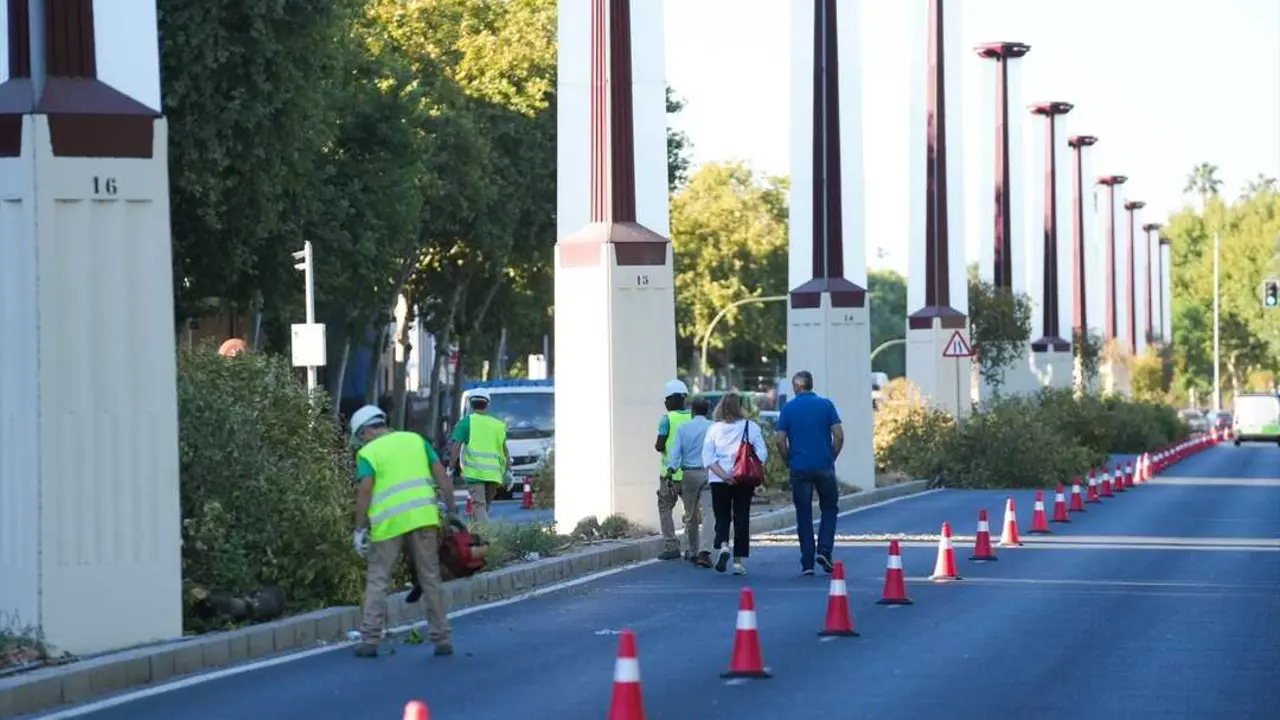Comienza la sustituci&oacute;n de un centenar de &aacute;rboles "decr&eacute;pitos" en la mediana de Torneo | E.P.