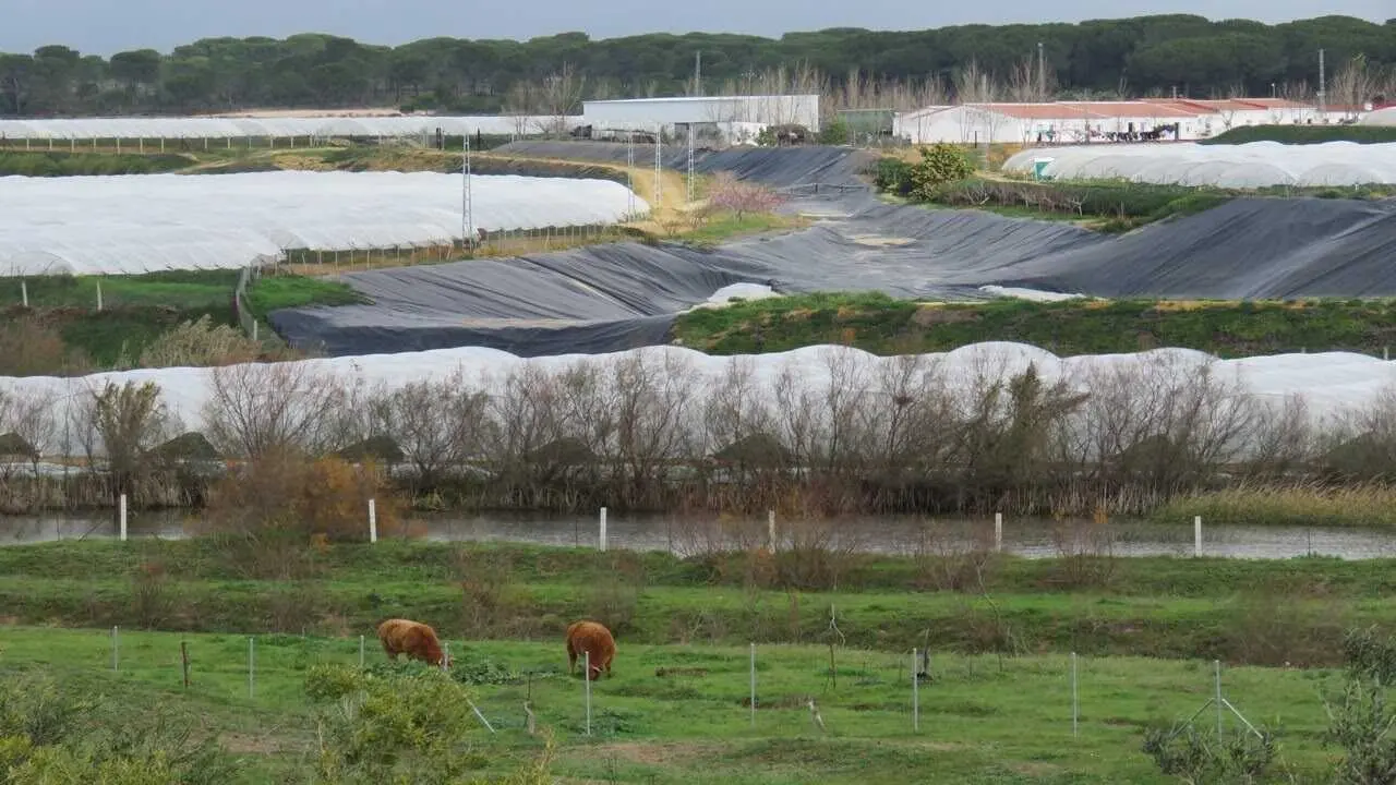 Imagen de una explotaci&oacute;n de cultivo bajo pl&aacute;stico en las inmediaciones de Do&ntilde;ana. | WWF.
