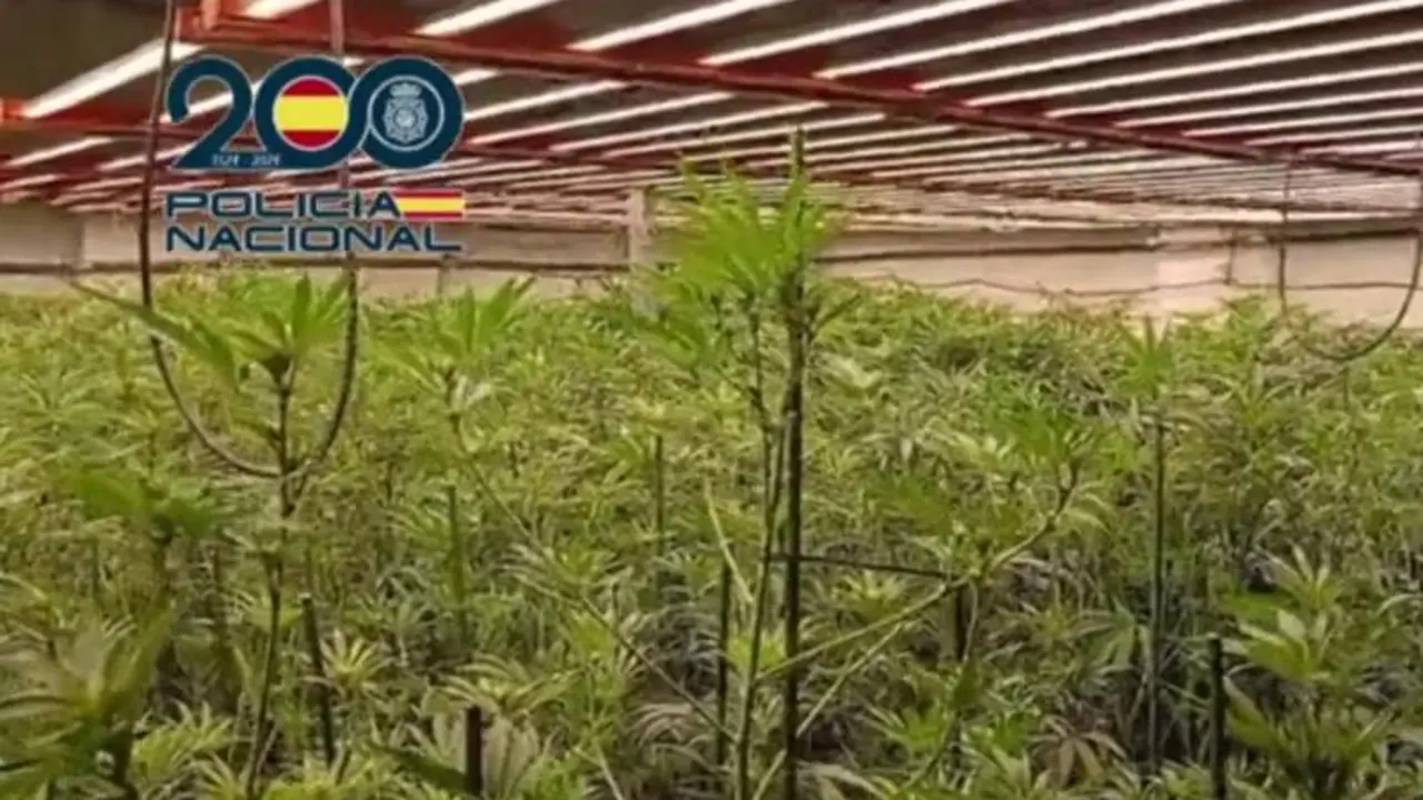 Cultivo de marihuana (ARCHIVO). / PN