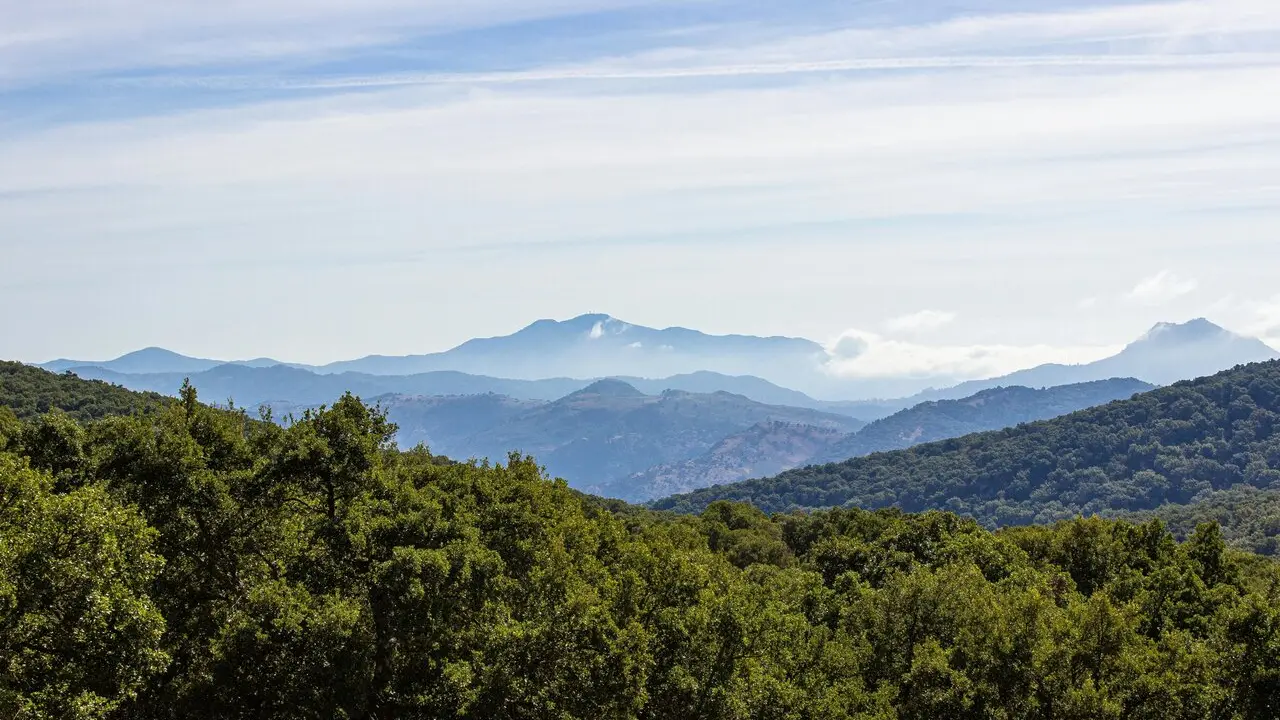 Montes andaluces.
- JUNTA DE ANDALUCIA