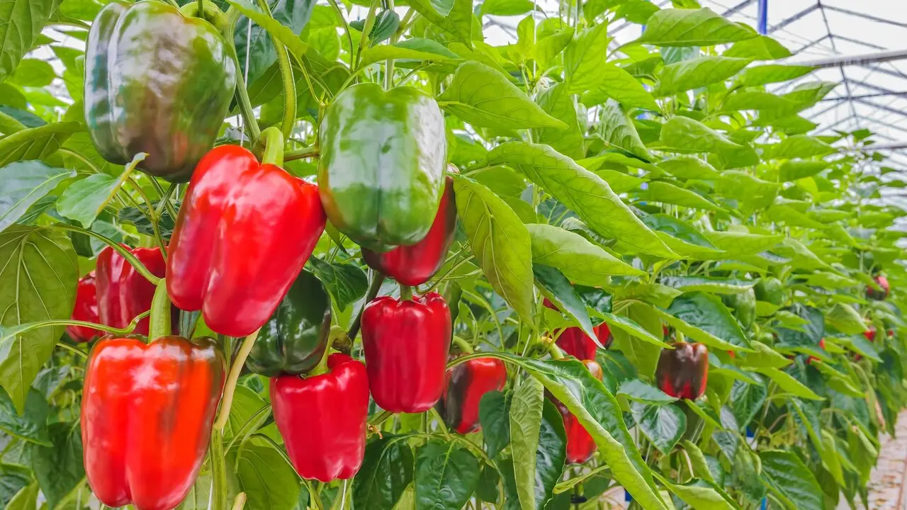 Pimientos invernaderos