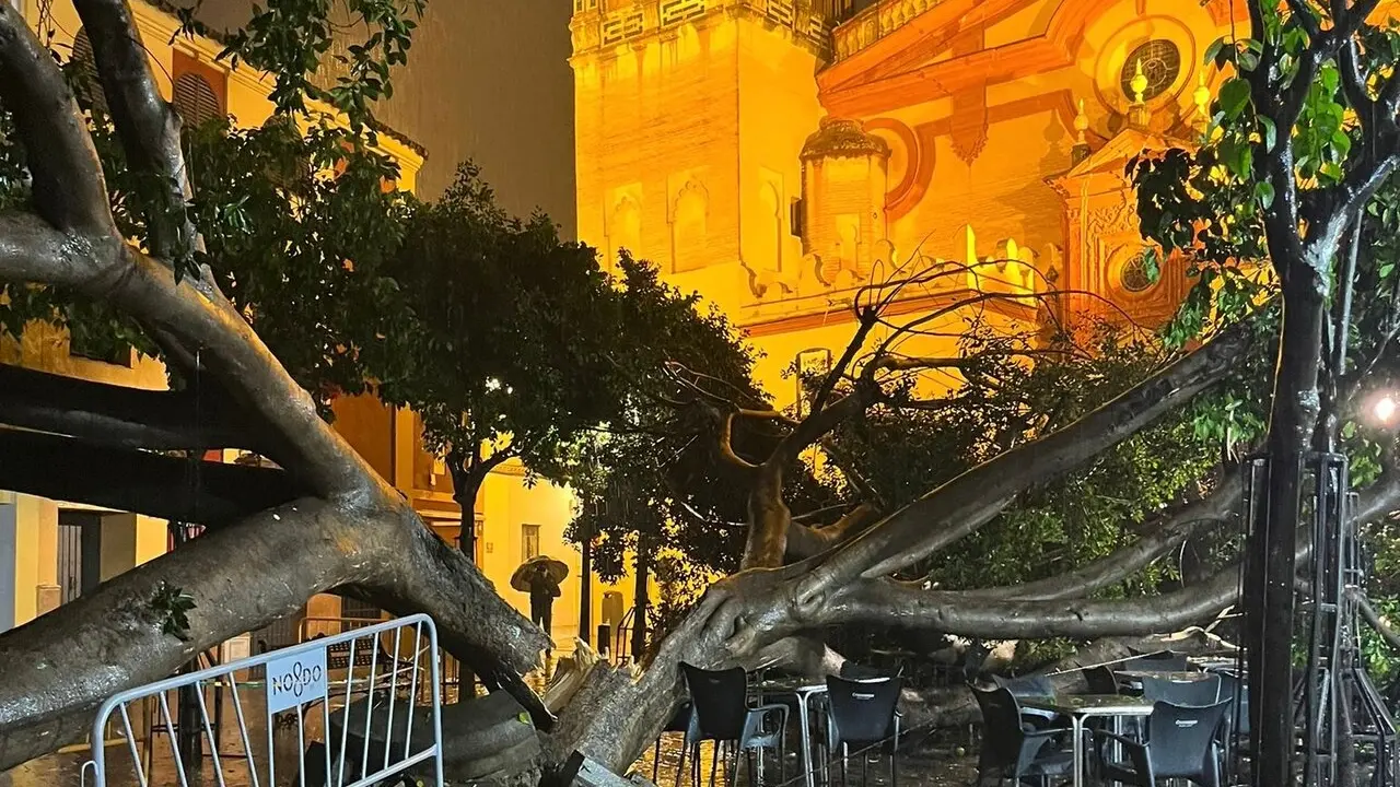 Plaza de Santa Ana y el &aacute;rbol ca&iacute;do