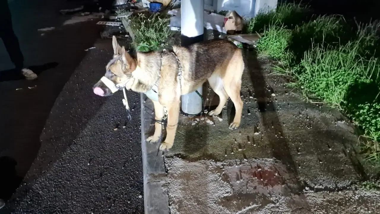 Perro encontrado por los agentes de la Policía Local  | Ayuntamiento de La Línea