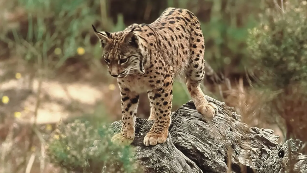 Ejemplar de lince ib&eacute;rico de Do&ntilde;ana. | Dipu.