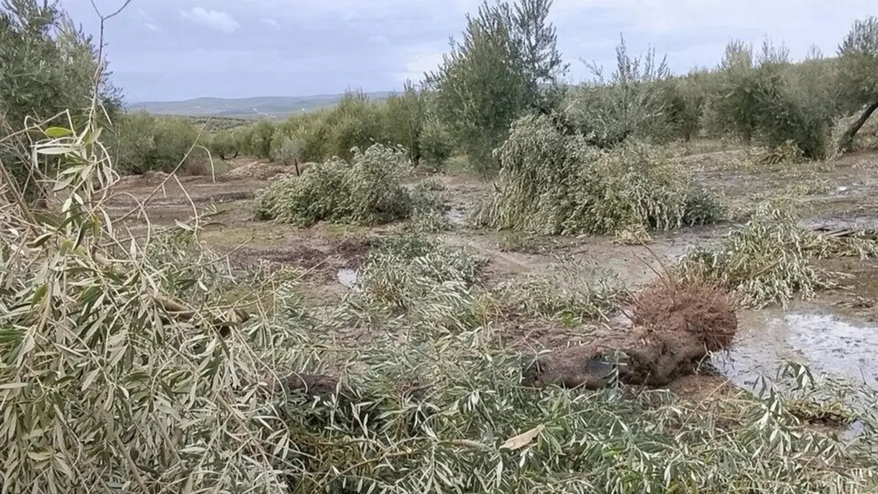 Da&ntilde;os que el temporal ha causado en olivares de Porcuna. | Ayuntamiento