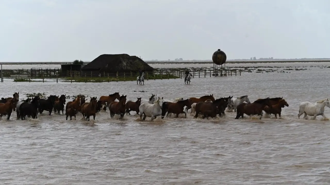 Unos 70 ganaderos de Hinojos recorren 40 kil&oacute;metros para evacuar 600 cabezas de ganado en las marismas de Do&ntilde;ana. | Ayto. de Hinojos.