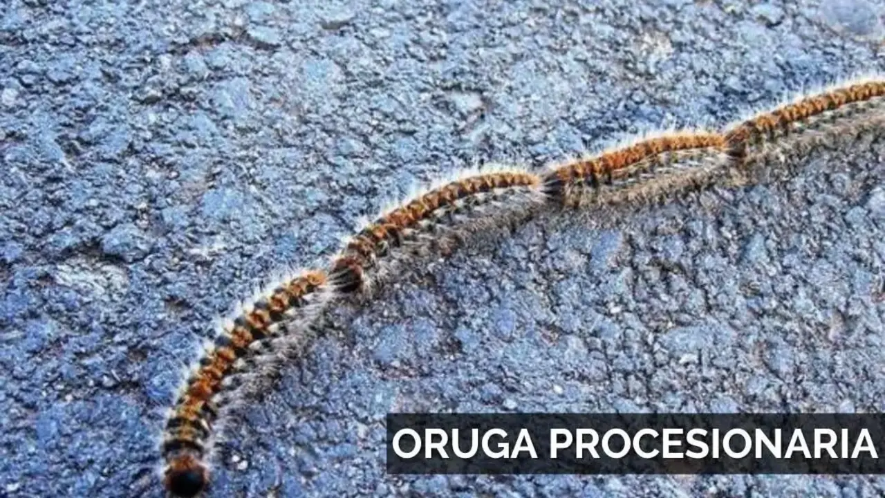 Oruga procesionaria.| AYTO TOMARES