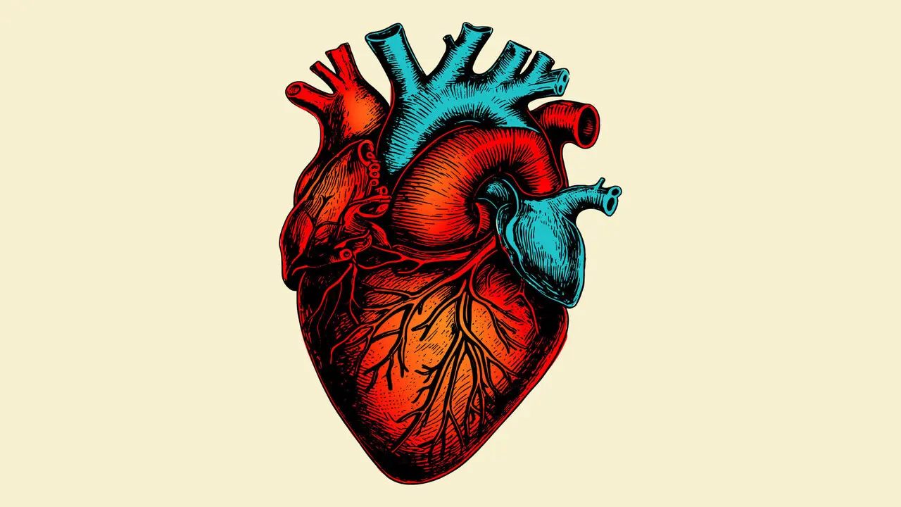 Coraz&oacute;n humano.