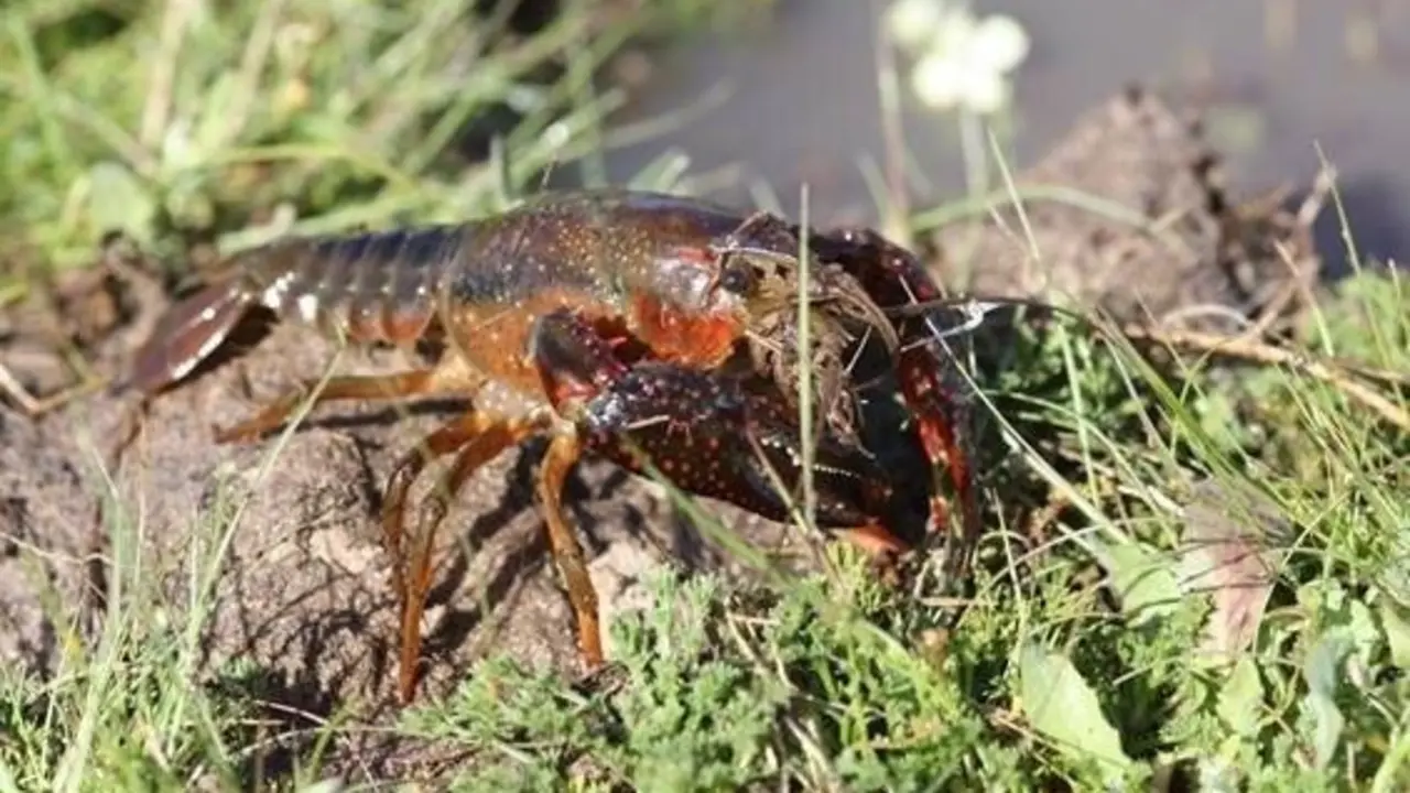 Ejemplar de cangrejo rojo americano en el ca&ntilde;o de la Algaida de la Caquera, en Do&ntilde;ana. | EBD-CSIC.