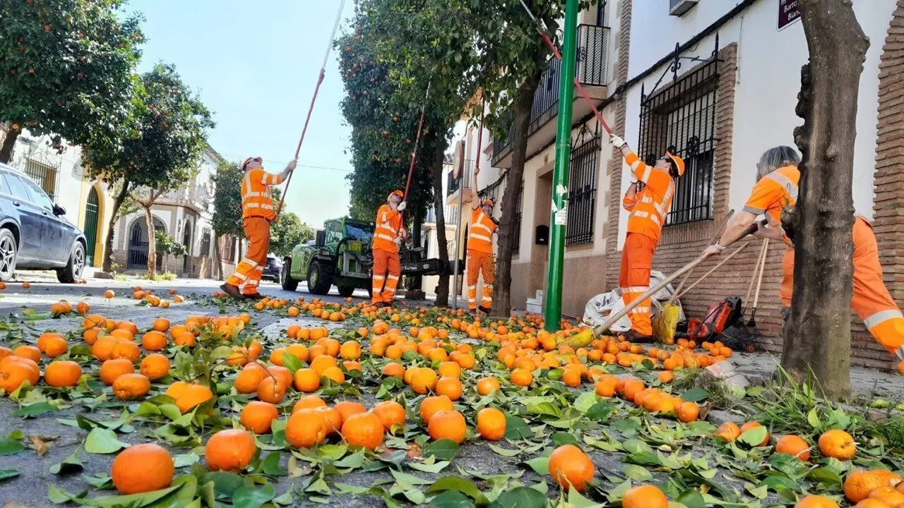 Recogida de naranja agria en C&oacute;rdoba.