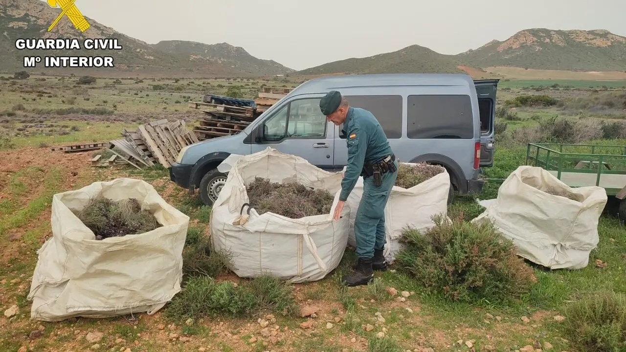 Tomillo intervenido en Cabo de Gata. | Europa Press.