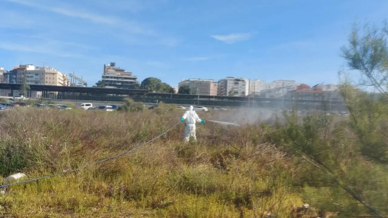 Control de plagas para prevenir la Fiebre del Virus del Nilo Occidental. | Diputaci&oacute;n.