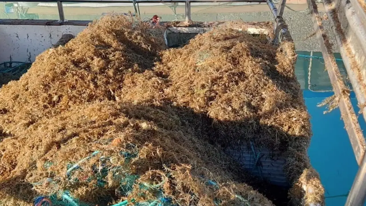 Barcos pesqueros con alga asi&aacute;tica en sus redes. EUROPA PRESS.