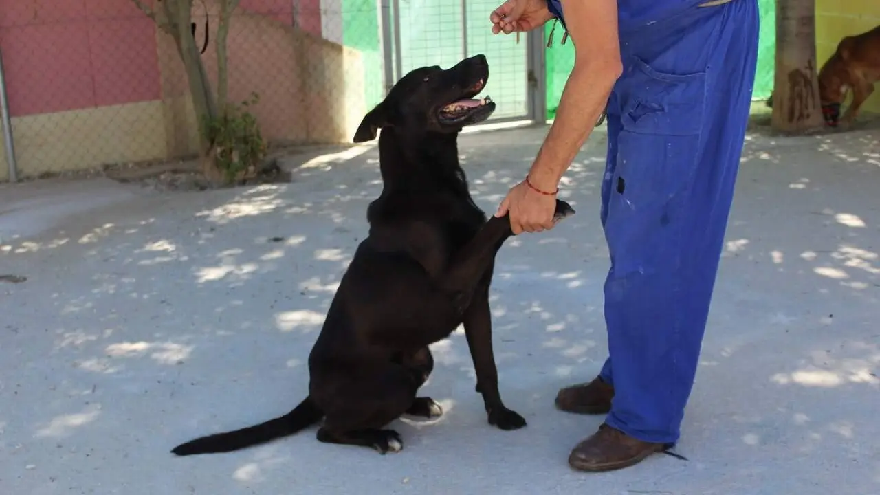 Voluntario con un perro en la Protectora./SPAPM.