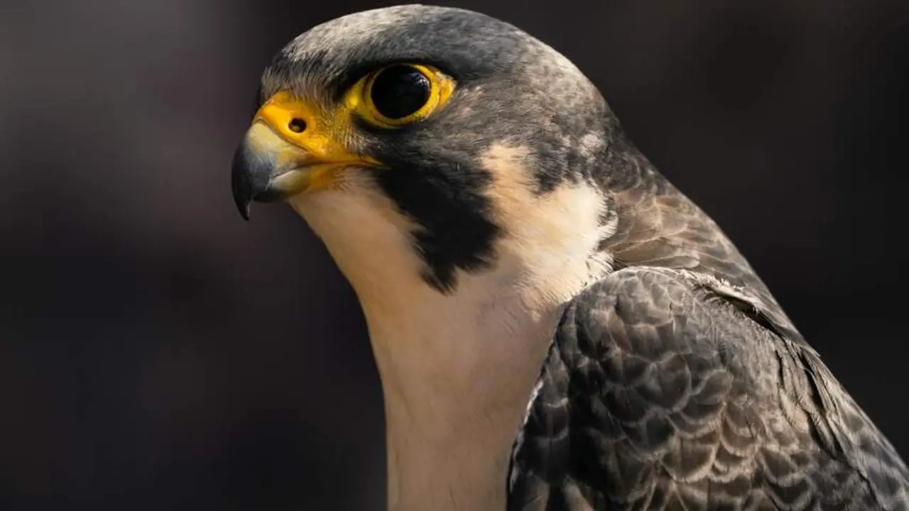 Una pareja de halcones peregrinos anida en el Faro de Chipiona