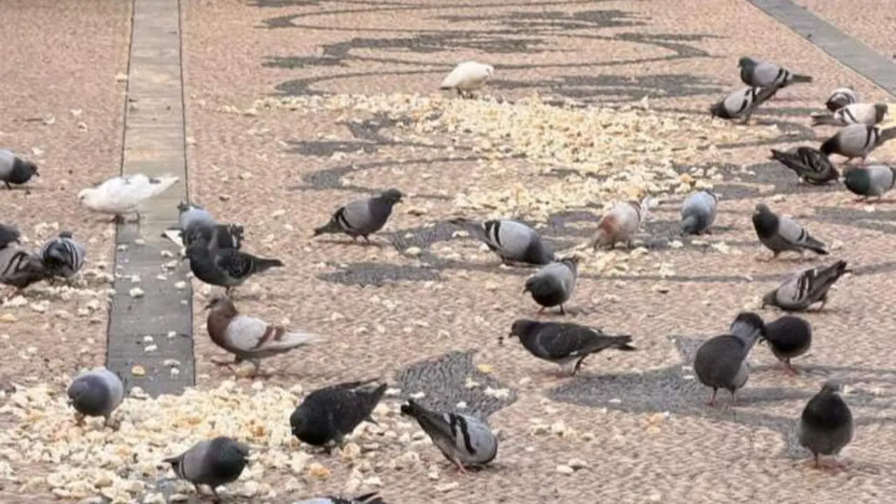 Palomas comiendo en la plaza del Arenal | Viva