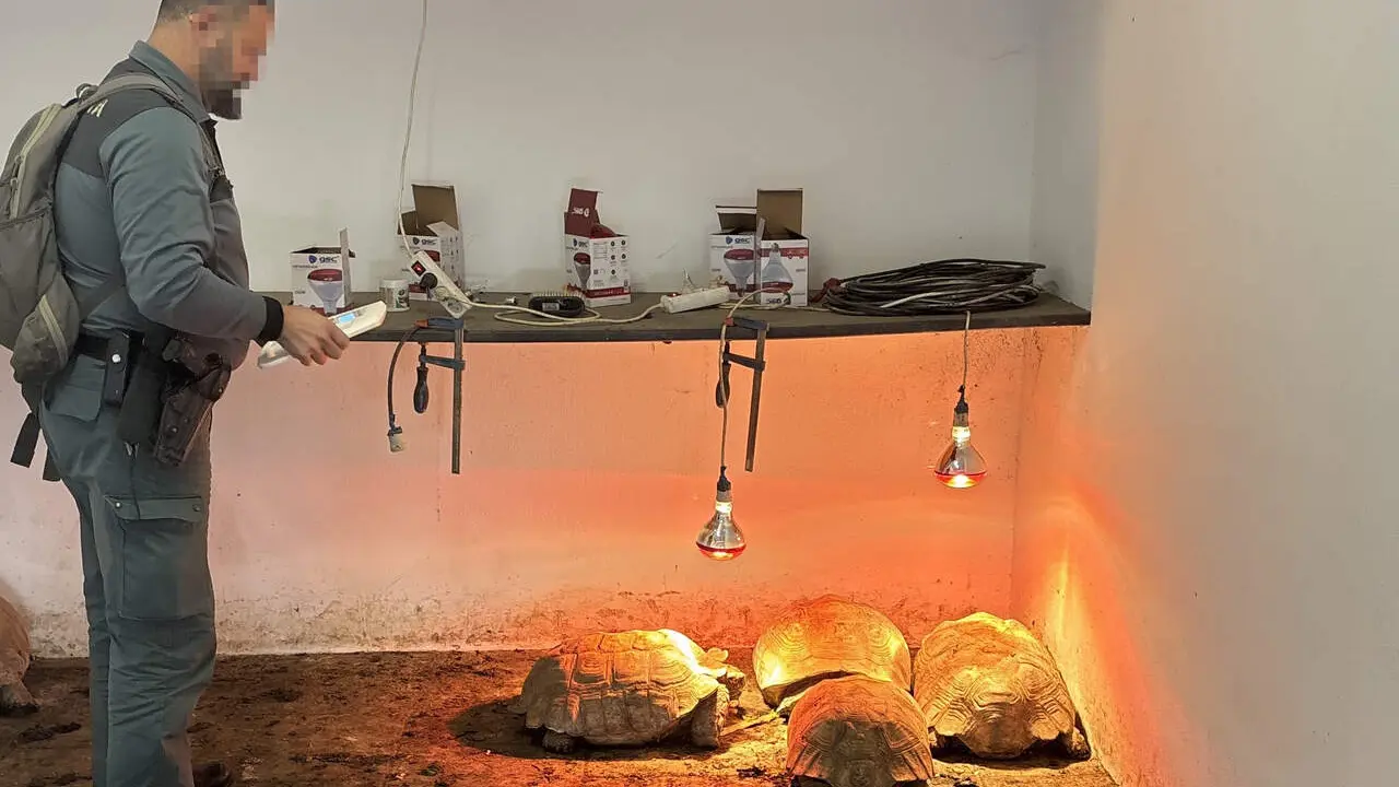 Las tortugas intervenidas en Sotogrande. | VIVA