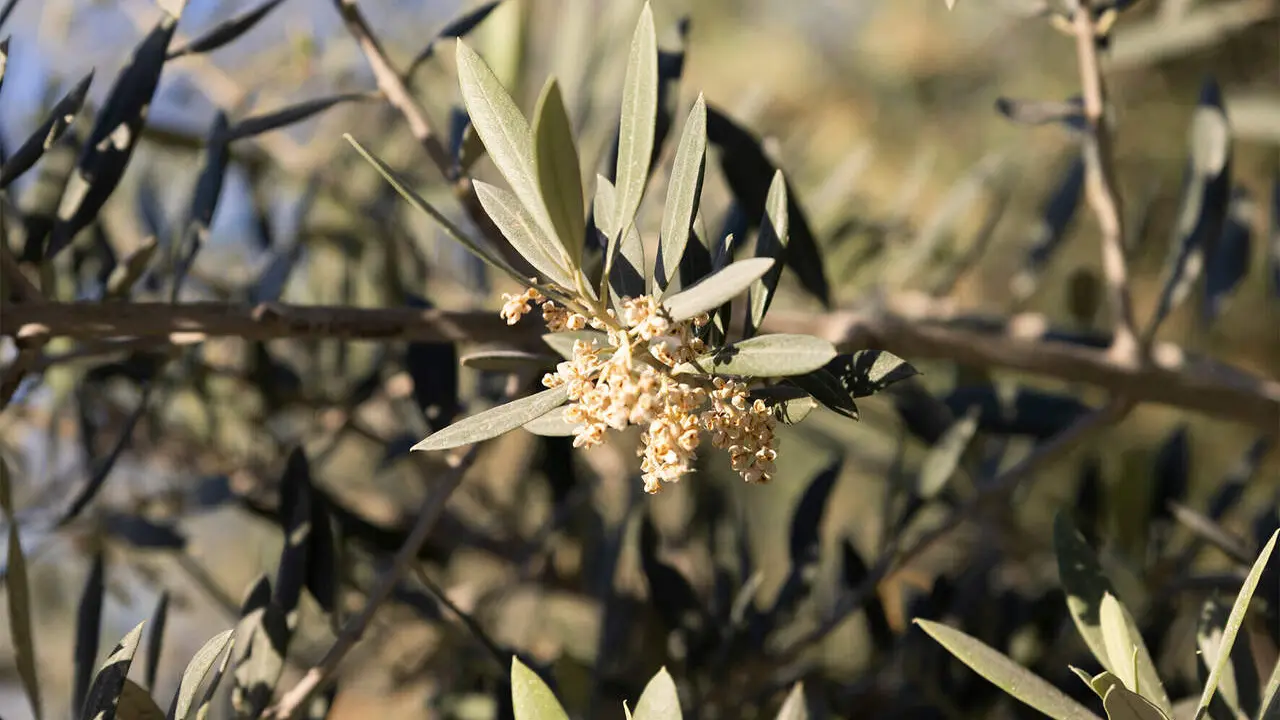 Foto de archivo de la floraci&oacute;n del olivo en Ja&eacute;n. Foto: Estefania Di Giovanni.
