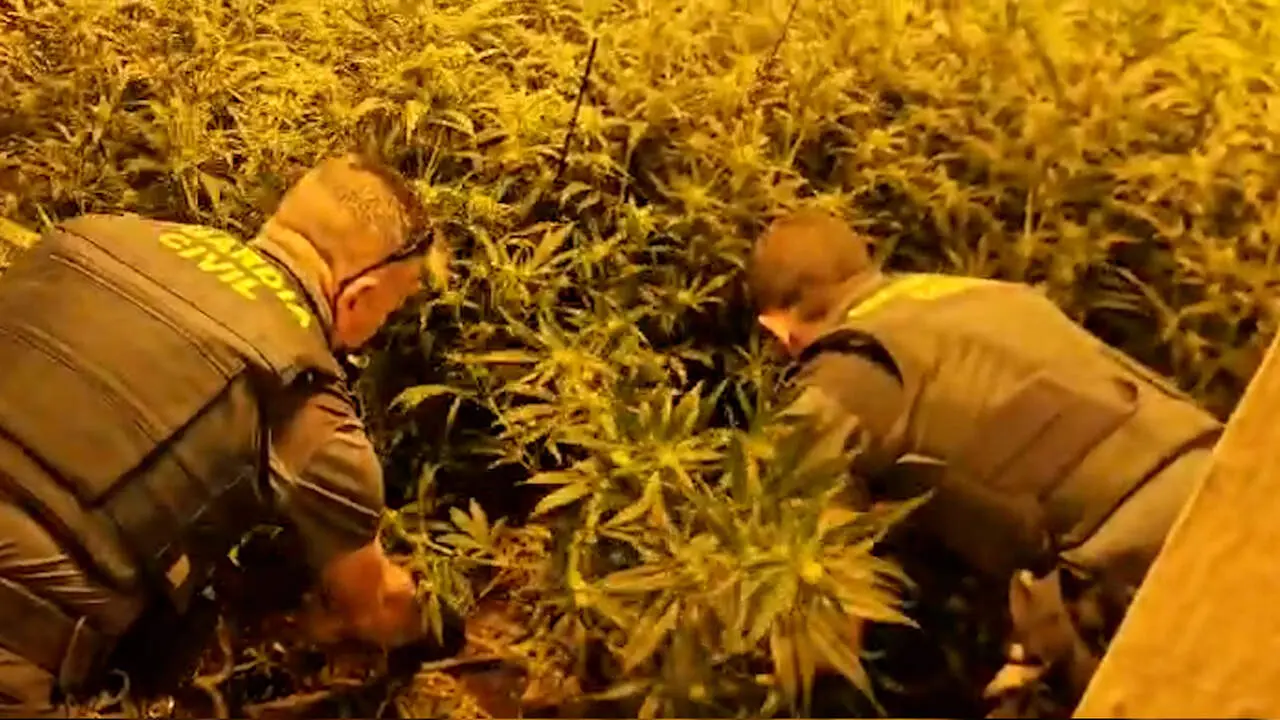 Actuaci&oacute;n de la Guardia Civil en Espera, donde localiz&oacute; 122 plantas de marihuana en una vivienda./ GUARDIA CIVIL.