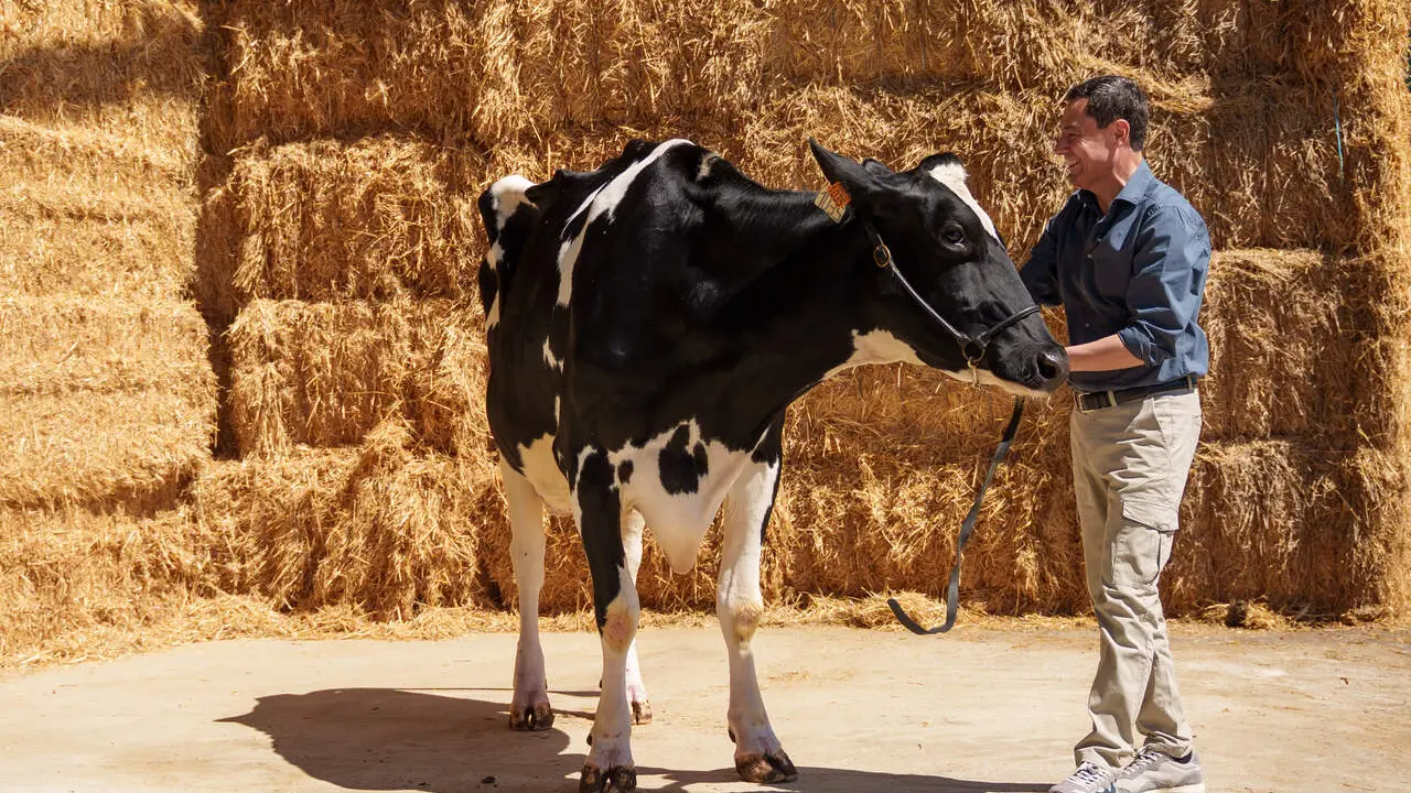 Juanma Moreno, posa junto a la vaca Blanca. | Europa Press.
