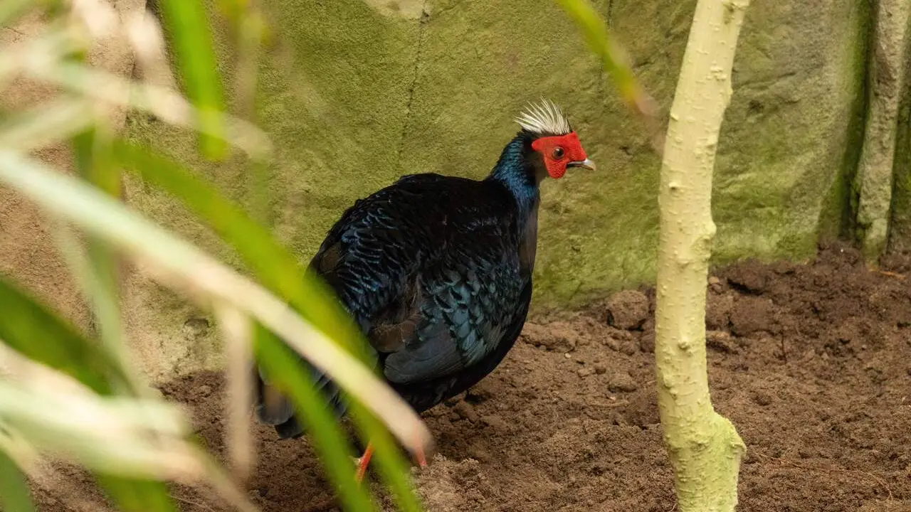 La protagonista de la historia./Bioparc.