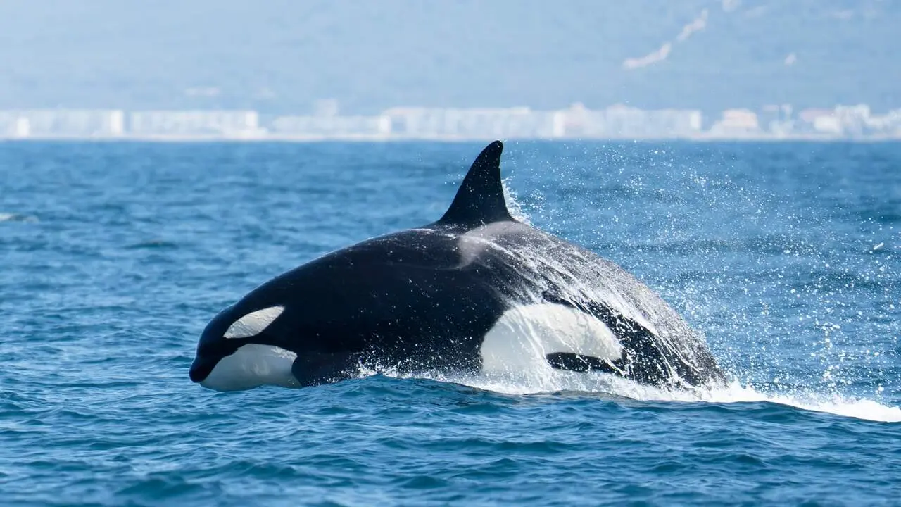 Orca Ib&eacute;rica.