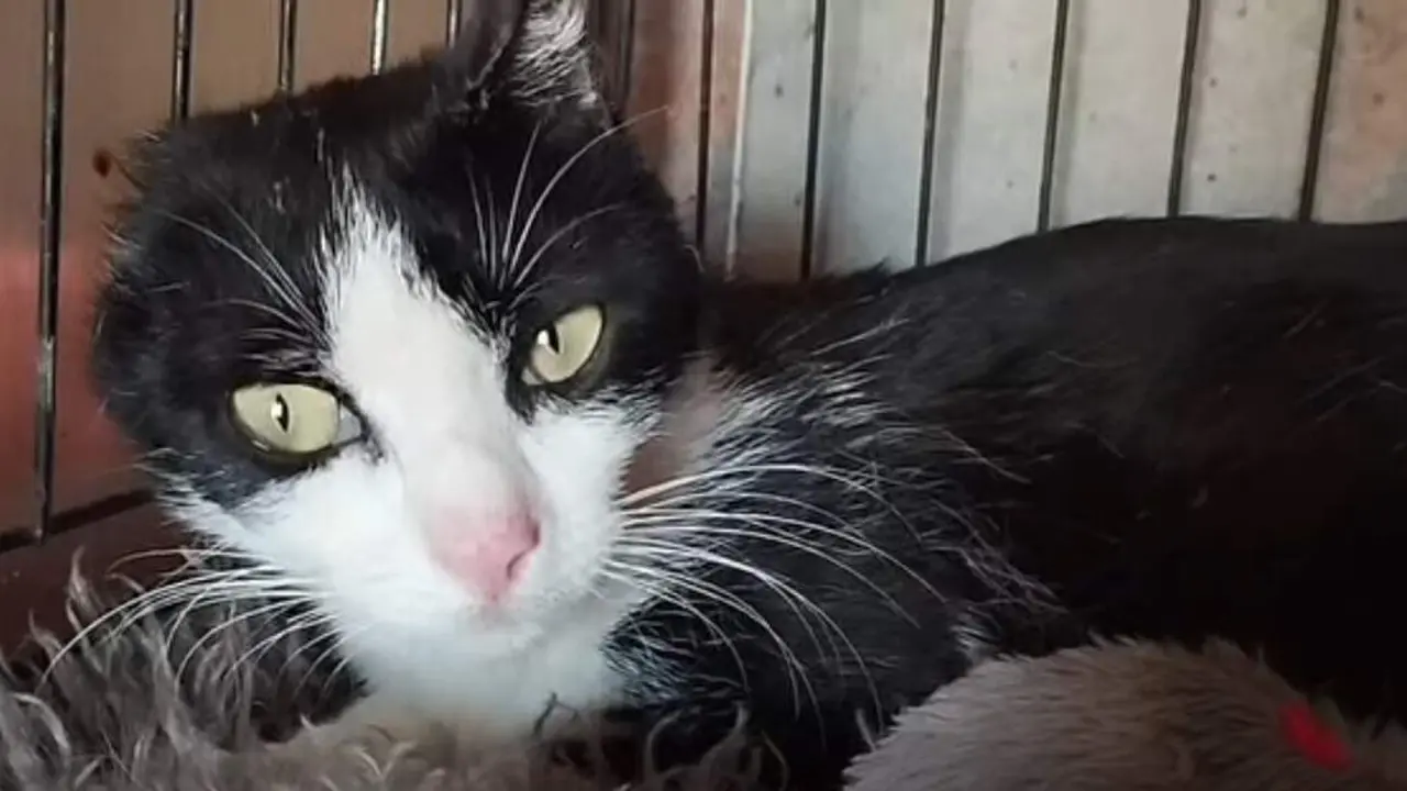 Alma, la gata maltratada en Algeciras | Asociaci&oacute;n Gatos Campo de Gibraltar