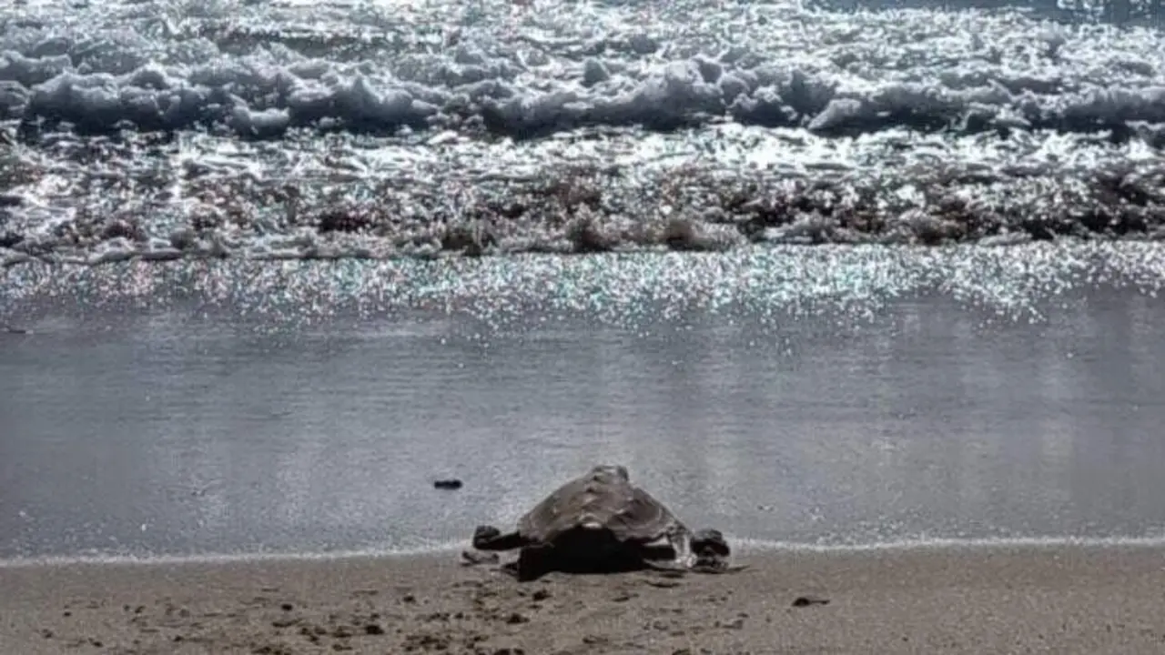 Suelta de tortugas en Algeciras | Junta de Andaluc&iacute;a