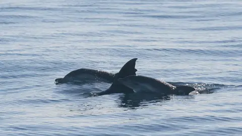 Delfines. - AI