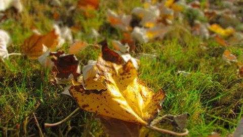 Ca&iacute;da de la hoja en oto&ntilde;o. | Wikipedia
