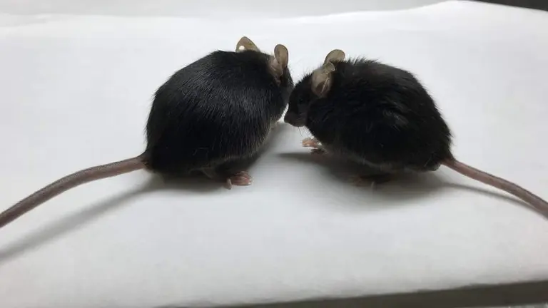 Ratones.