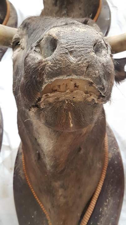 Las cabezas de toros vuelven al coso portuense.