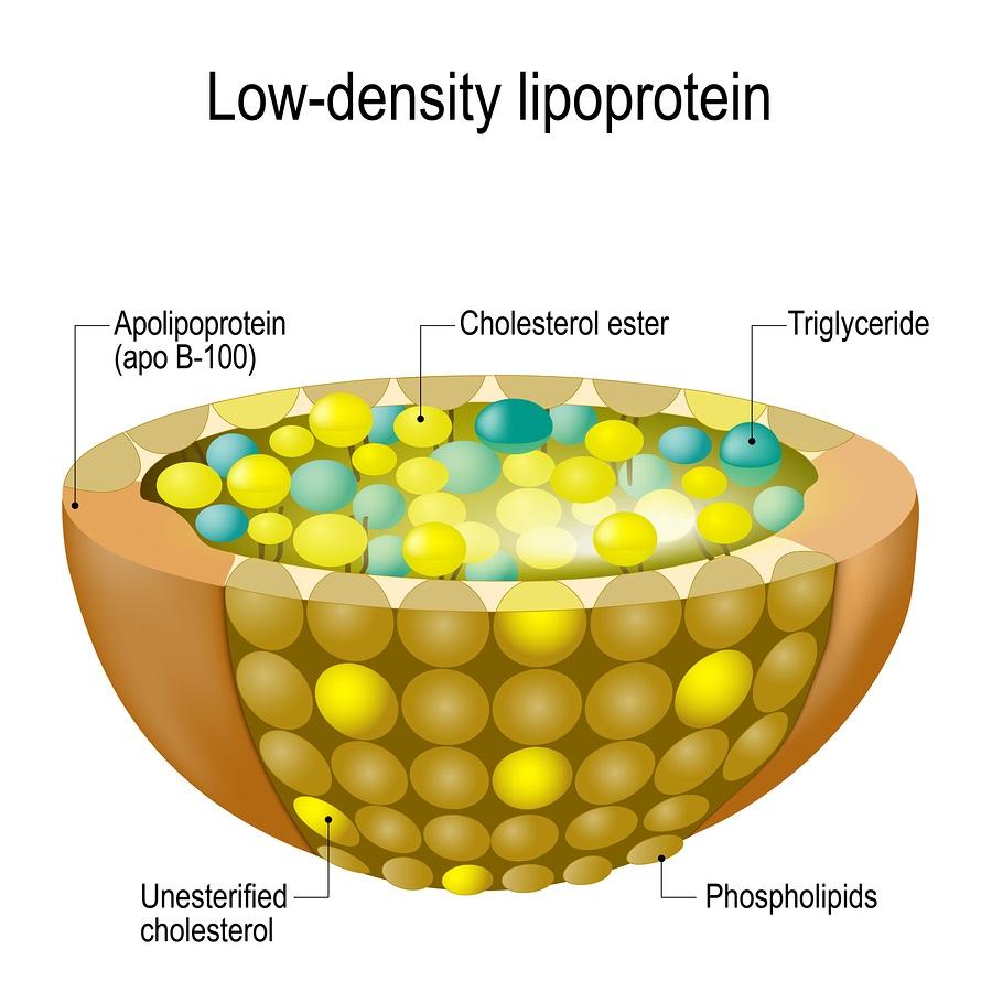 Esquema de la lipoproteÃ­na de baja densidad â€“ LDL. (Imagen. Dr. Paul Fassa. Health Impact News. Febrero 2020).