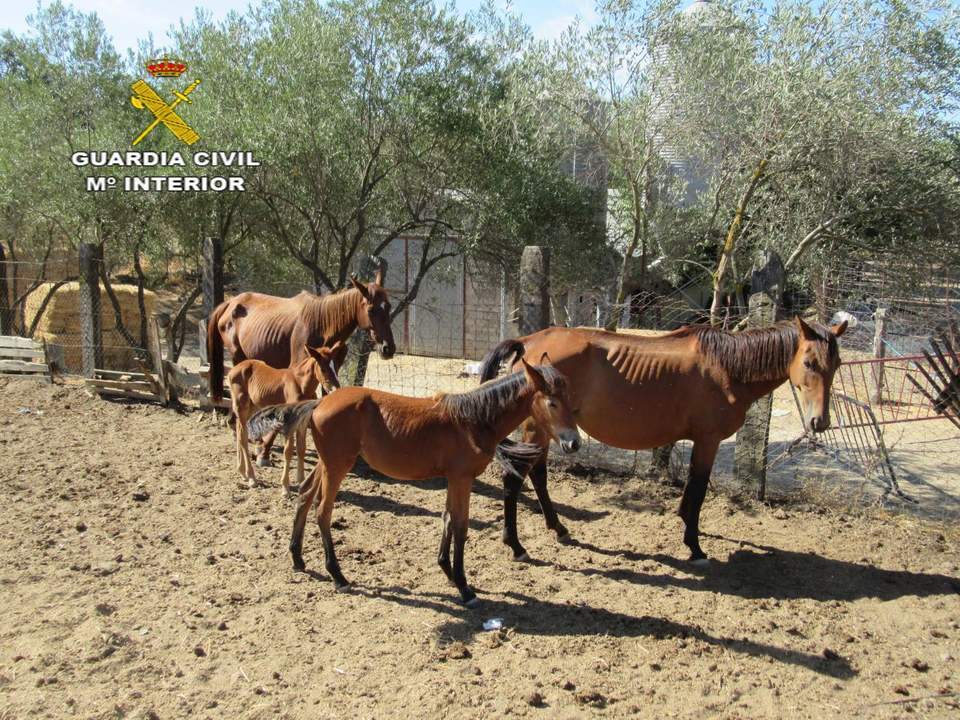El grupo de caballos desnutridos.