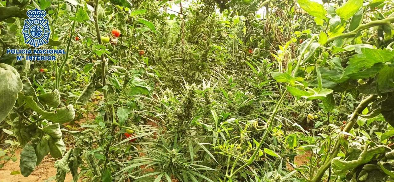 Plantación de marihuana.