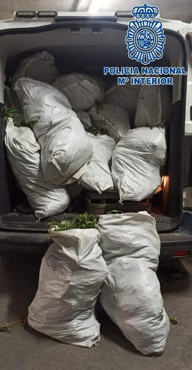 Plantas de marihuana incautadas por la Policía.